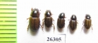 Aphodiinae sp.  South Africa Rep. - INSECTS-STORE.RU
