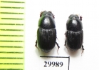 Aphodius antiquus  Russia, Buryatia reg. - INSECTS-STORE.RU