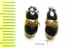 Aphodius elegans, pair  China, Yunnan prov. - INSECTS-STORE.RU