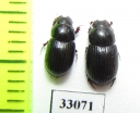 Aphodius elevatus  Spain - INSECTS-STORE.RU