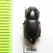 Aphodius planicollis  Georgia - INSECTS-STORE.RU