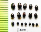 Anisotoma, Agathidium sp.  Russia, Tver reg. - INSECTS-STORE.RU