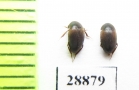 Catops sp.  Russia, Tver reg. - INSECTS-STORE.RU