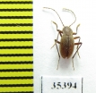 Cytodromus henroti  France (cave beetle) - INSECTS-STORE.RU