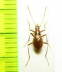 Pholeuonopsis grabowskii  Croatia (cave beetle) - INSECTS-STORE.RU