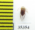 Speonomites mengeli  Spain (cave beetle) - INSECTS-STORE.RU