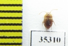 Speonomus carrerei  France (cave beetle) - INSECTS-STORE.RU
