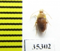 Speonomus diecki  France (cave beetle) - INSECTS-STORE.RU