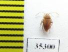 Troglocharinus fonti  Spain (cave beetle) - INSECTS-STORE.RU