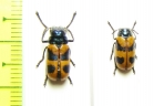 Chrysomelidae sp., pair  South Africa Rep. - INSECTS-STORE.RU