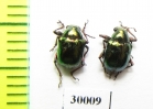 Chrysomelidae sp.  South Africa Rep. - INSECTS-STORE.RU