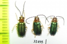 Chrysomelidae sp.  South Africa Rep. - INSECTS-STORE.RU