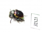 Chrysomelidae sp.  South Africa Rep. - INSECTS-STORE.RU