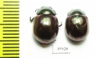 Chrysomelidae sp.  Tanzania - INSECTS-STORE.RU