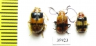 Chrysomelidae sp.  Tanzania - INSECTS-STORE.RU