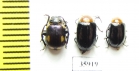 Chrysomelidae sp.  Tanzania - INSECTS-STORE.RU