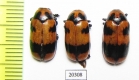 Chrysomelidae sp.  Namibia - INSECTS-STORE.RU