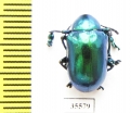 Chrysomelidae sp.  Mexico - INSECTS-STORE.RU
