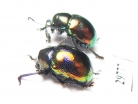 Chrysomelidae sp.  Laos - INSECTS-STORE.RU