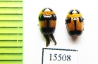 Chrysomelidae sp.  Laos - INSECTS-STORE.RU