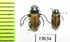 Chrysomelidae sp., pair  Tajikistan - INSECTS-STORE.RU