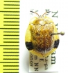 Chrysomelidae sp.  Vietnam - INSECTS-STORE.RU