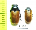 Labidostomis centrisculpta, pair  Afghanistan - INSECTS-STORE.RU