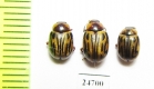 Chrysomelidae sp.  Pakistan - INSECTS-STORE.RU