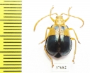 Chrysomelidae sp.  Peru - INSECTS-STORE.RU
