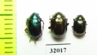 Chrysomelidae sp.  Peru - INSECTS-STORE.RU