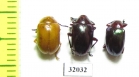 Chrysomelidae sp.  Peru - INSECTS-STORE.RU