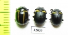 Chrysomelidae sp.  Peru - INSECTS-STORE.RU