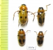 Antipus macropus, pair  Russia, Volgograd reg. - INSECTS-STORE.RU