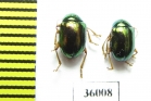 Chrysomelidae sp.  Thailand - INSECTS-STORE.RU