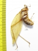 Orthoptera sp.  Honduras - INSECTS-STORE.RU