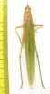 Orthoptera sp.  Malaysia, Borneo - INSECTS-STORE.RU