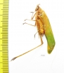 Orthoptera sp.  Malaysia, Borneo - INSECTS-STORE.RU