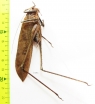 Orthoptera sp.  Malaysia, Borneo - INSECTS-STORE.RU