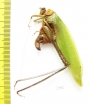 Orthoptera sp.  Malaysia, Borneo - INSECTS-STORE.RU