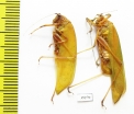 Orthoptera sp.  Malaysia, Borneo - INSECTS-STORE.RU
