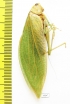 Orthoptera sp.  Malaysia, Borneo - INSECTS-STORE.RU