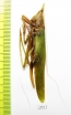 Orthoptera sp.  Malaysia, Borneo - INSECTS-STORE.RU
