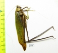 Orthoptera sp.  Panama - INSECTS-STORE.RU