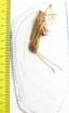 Orthoptera sp.  Peru - INSECTS-STORE.RU