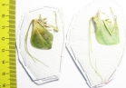 Orthoptera sp.  Peru - INSECTS-STORE.RU