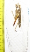 Orthoptera sp.  Peru - INSECTS-STORE.RU