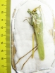 Orthoptera sp.  Peru - INSECTS-STORE.RU