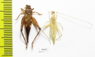 Orthoptera sp.  Thailand - INSECTS-STORE.RU