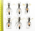 Hymenoptera sp.  Belorussia - INSECTS-STORE.RU