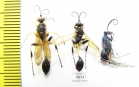 Hymenoptera sp.  India - INSECTS-STORE.RU